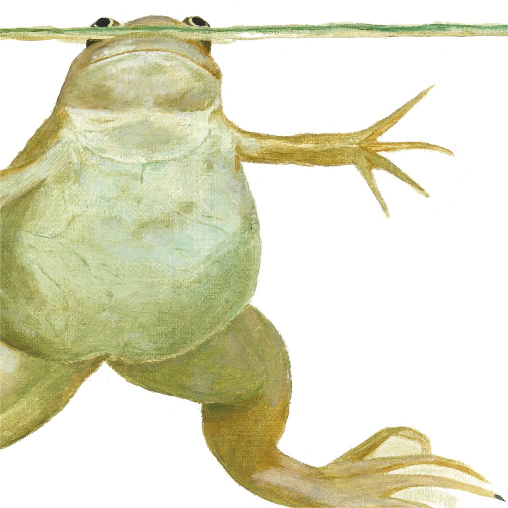 Premium Leinwand XENOPUS (FROSCH)