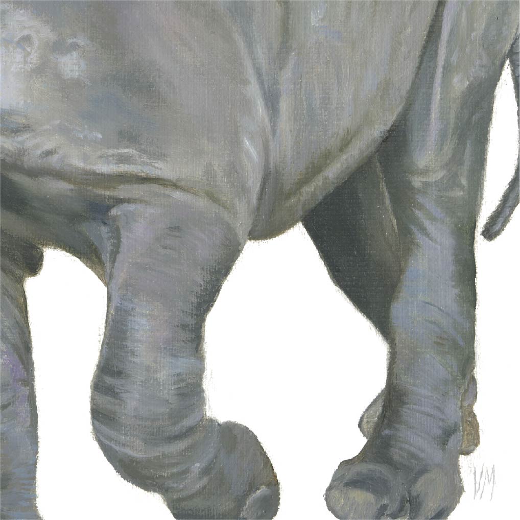 Premium Leinwand NASHORN