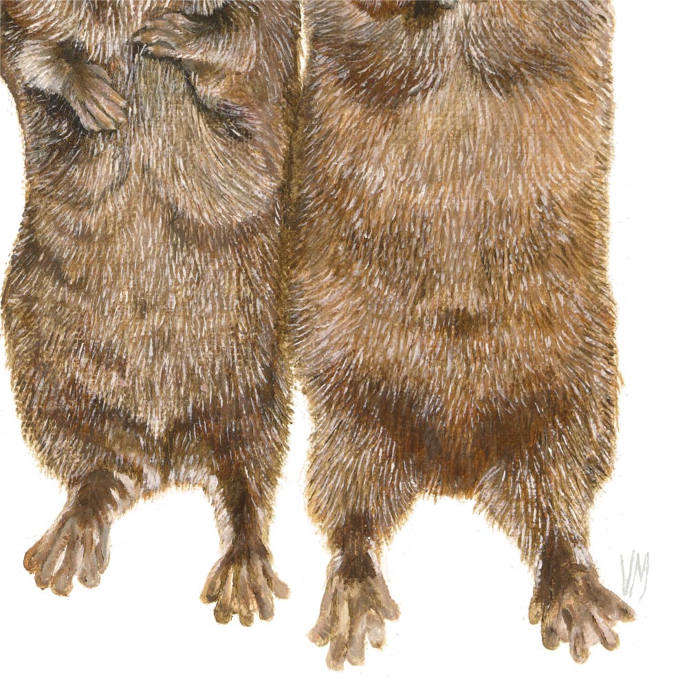 Premium Leinwand OTTER