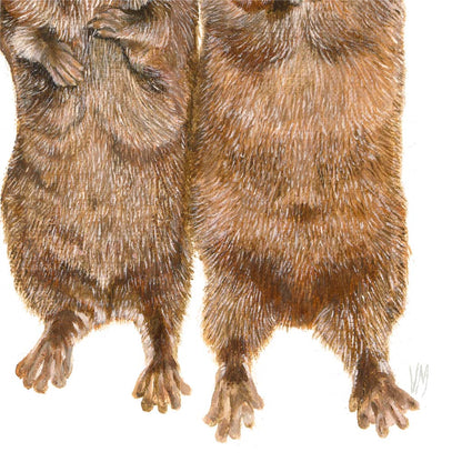 Premium Leinwand OTTER
