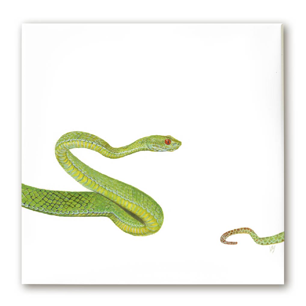 Premium Leinwand VIPER (SCHLANGE)