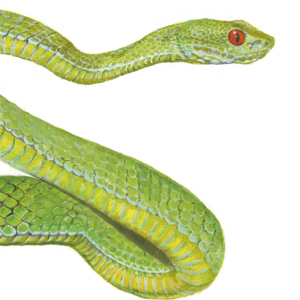 Premium Leinwand VIPER (SCHLANGE)