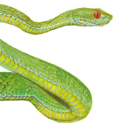 Premium Leinwand VIPER (SCHLANGE)