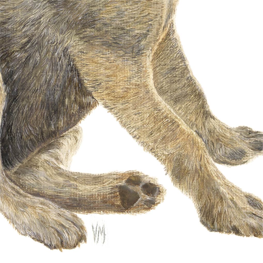 Premium Leinwand WOLF
